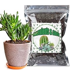 Doter cactus succulent for sale  Delivered anywhere in USA 