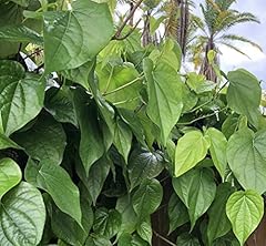 Fresh betel leaf for sale  Delivered anywhere in USA 