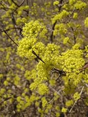 Cornus mas dogwood for sale  Delivered anywhere in USA 