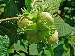 Gemeine hasel corylus gebraucht kaufen  Wird an jeden Ort in Deutschland