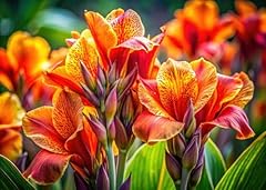 Canna indica lily for sale  Delivered anywhere in USA 