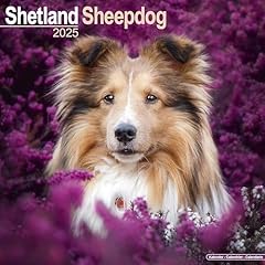 Shetland sheepdog 2025 for sale  Delivered anywhere in UK