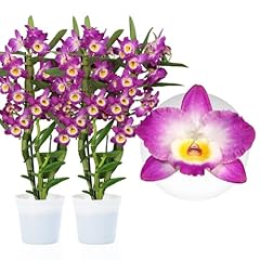 Bambus dendrobium akatsuki gebraucht kaufen  Wird an jeden Ort in Deutschland