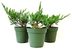9greenbox juniper procumbens for sale  Delivered anywhere in USA 