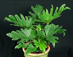 9eztropical philodendron sello for sale  Delivered anywhere in USA 
