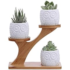 3pcs owl succulent for sale  Delivered anywhere in USA 
