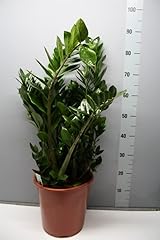 Zamioculcas zamiifolia pianta usato  Spedito ovunque in Italia 