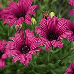 Osteospermum hardy garden for sale  Delivered anywhere in UK