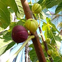 Martinenca rimada fig for sale  Delivered anywhere in USA 