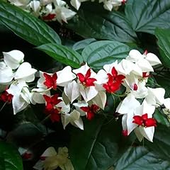 Clerodendrum white bleeding for sale  Delivered anywhere in USA 