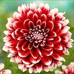 Dahlia fubuki red for sale  Delivered anywhere in UK