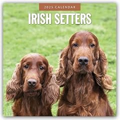 Irish setters 2025 for sale  Delivered anywhere in UK