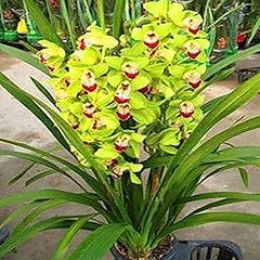 Luojuny graines cymbidium d'occasion  Livré partout en France