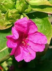Mirabilis jalapa fleur usato  Spedito ovunque in Italia 