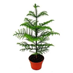 Norfolk tree araucaria usato  Spedito ovunque in Italia 