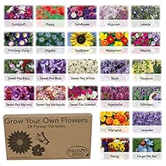 Pronto seed flower for sale  Delivered anywhere in UK