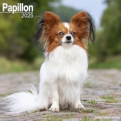 Papillon calendar 2025 for sale  Delivered anywhere in USA 