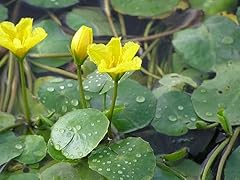 Lincolnshire pond plants for sale  Delivered anywhere in UK