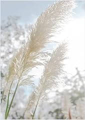 White pampas grass for sale  Delivered anywhere in UK