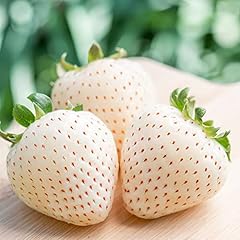 Qauzuy garden 200 for sale  Delivered anywhere in USA 