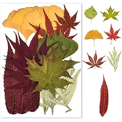 Foglie secche naturali usato  Spedito ovunque in Italia 