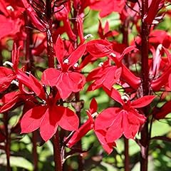 Garden lobelia speciosa for sale  Delivered anywhere in UK