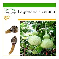 Saflax calebasse graines d'occasion  Livré partout en Belgiqu