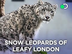 Snow leopards leafy for sale  Delivered anywhere in USA 