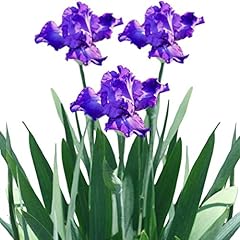 Benoon semi iris for sale  Delivered anywhere in UK