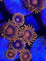 Coralslover live coral for sale  Delivered anywhere in USA 