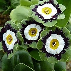 Farm primula auricula for sale  Delivered anywhere in Ireland