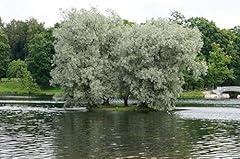 White willow trees for sale  Delivered anywhere in USA 