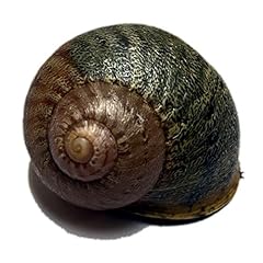 Sneaky large snail for sale  Delivered anywhere in UK