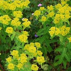 Plant seeds euphorbia for sale  Delivered anywhere in UK