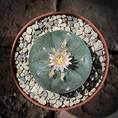 Lophophora williamsii peyote gebraucht kaufen  Wird an jeden Ort in Deutschland