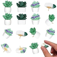 Pieces cute succulent for sale  Delivered anywhere in USA 