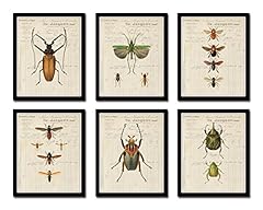 French insect study for sale  Delivered anywhere in USA 