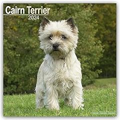 Cairn terrier calendar for sale  Delivered anywhere in UK