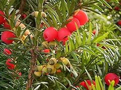 English yew tree for sale  Delivered anywhere in USA 