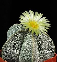 Zumari 35pcs cactus for sale  Delivered anywhere in UK