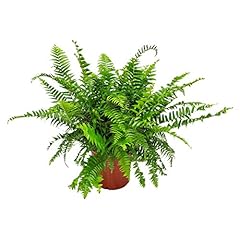 Macho fern sword for sale  Delivered anywhere in USA 