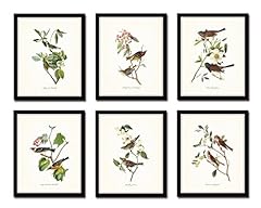Audubon birds print for sale  Delivered anywhere in USA 