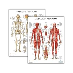 Anatomy lab pack for sale  Delivered anywhere in USA 