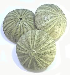 Set large green for sale  Delivered anywhere in USA 