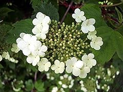 Guelder rose field for sale  Delivered anywhere in UK