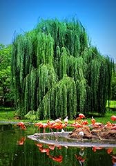 Weeping willow tree for sale  Delivered anywhere in USA 
