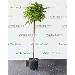 Catambra ambrogio italia usato  Spedito ovunque in Italia 