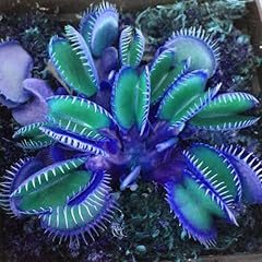 Chuxay garden blue for sale  Delivered anywhere in USA 