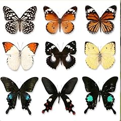 Pcs real butterfly for sale  Delivered anywhere in USA 