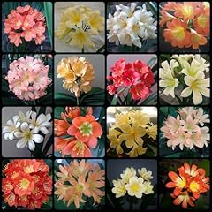 Graines fleurs clivia d'occasion  Livré partout en France